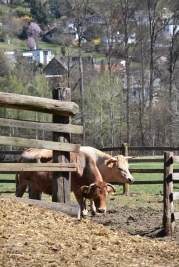 Typical Austria, cow pasture with neighbour hood next door